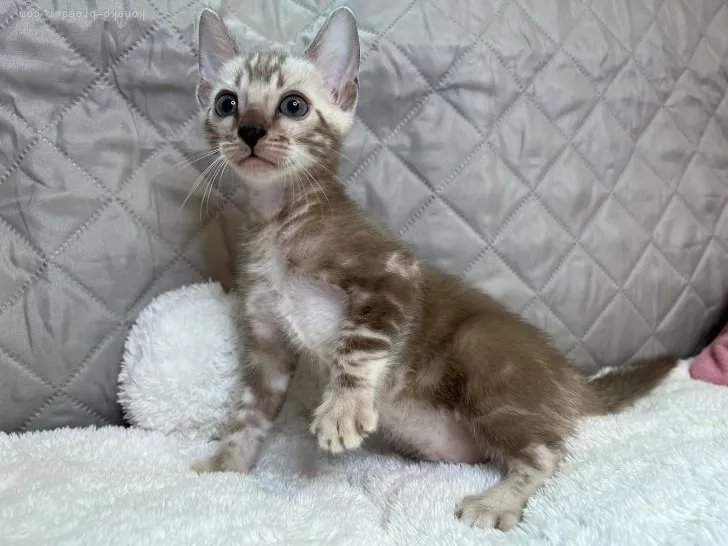 M.W 様のお迎えした子猫