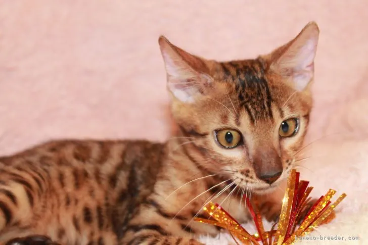 ID:1805-01798の子猫