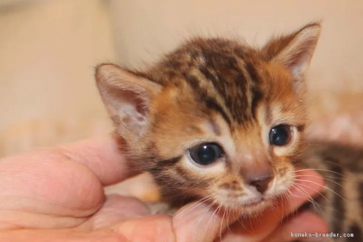 ID:1705-00649の子猫