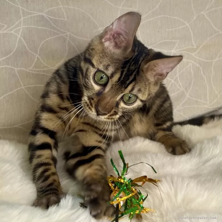 ID:2403-01601の子猫