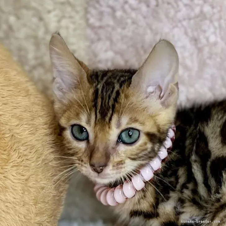 ID：2212-01600の子猫