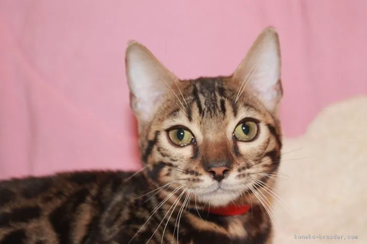 ID：1807-01299の子猫