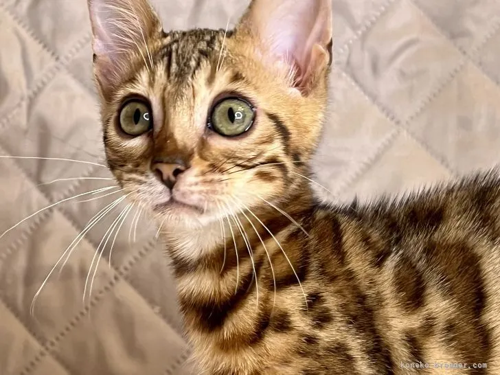 ID：2207-00491の子猫