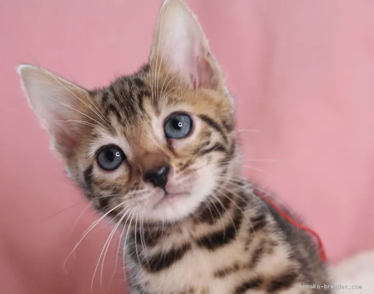 ID：2101-01684の子猫