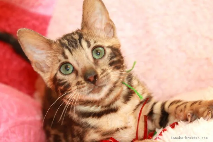 ID:1805-00945の子猫