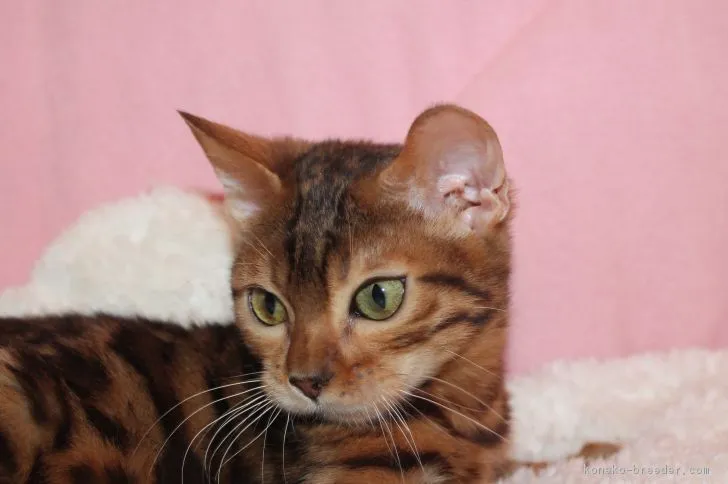 ID:1808-01253の子猫