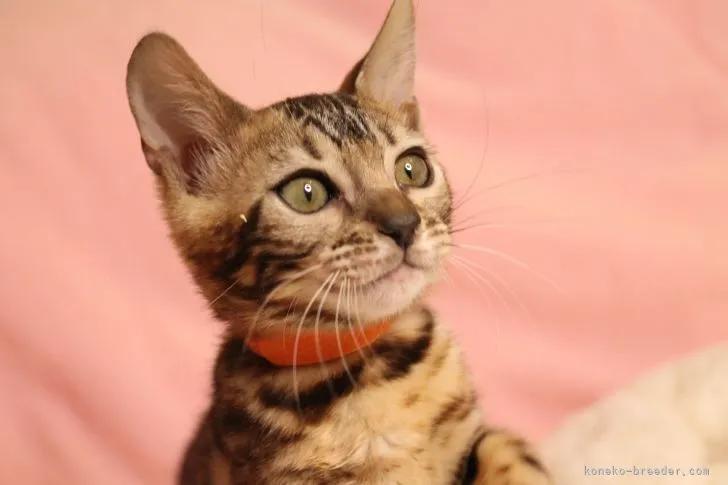 ヨウヘイ 様のお迎えした子猫