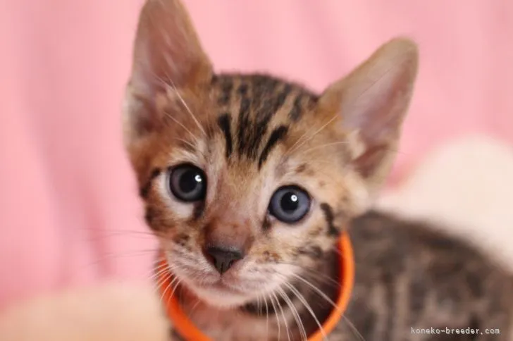 ID:2108-01989の子猫