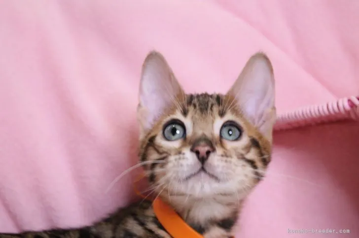 ID:2103-02081の子猫