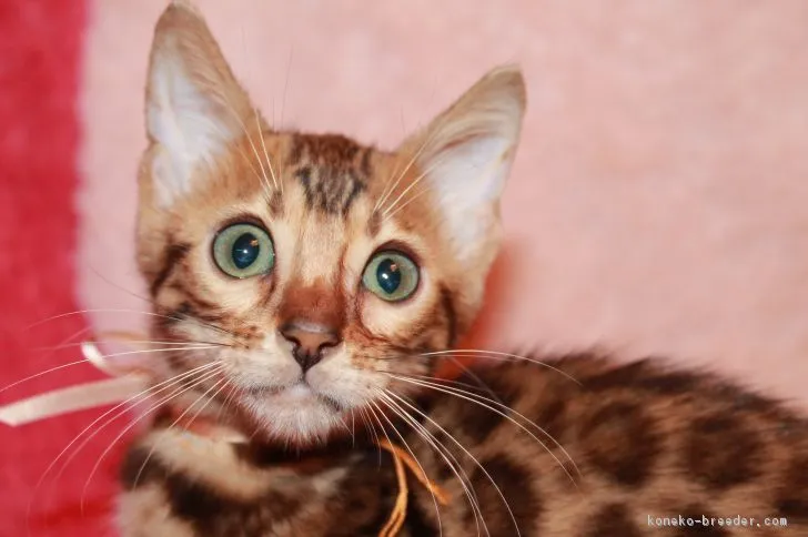 ID:1808-01255の子猫