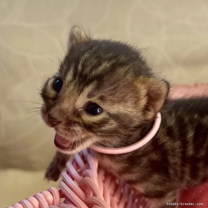 ID:2404-01374の子猫