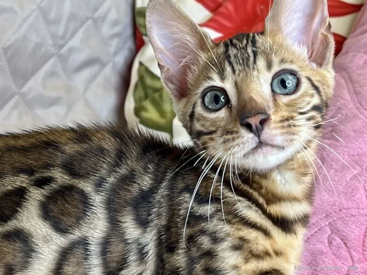 ID:2207-00494の子猫