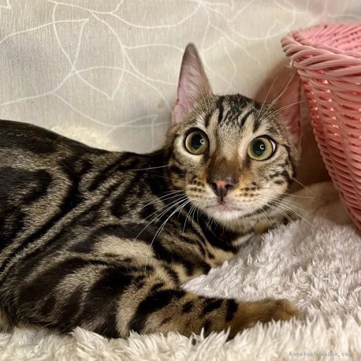 ID:2304-01498の子猫