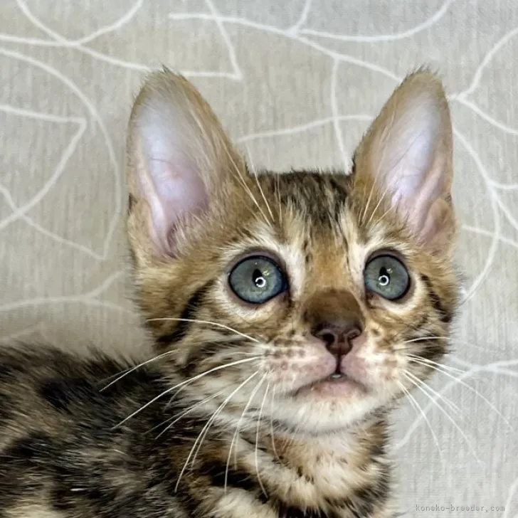 ID：2304-01502の子猫