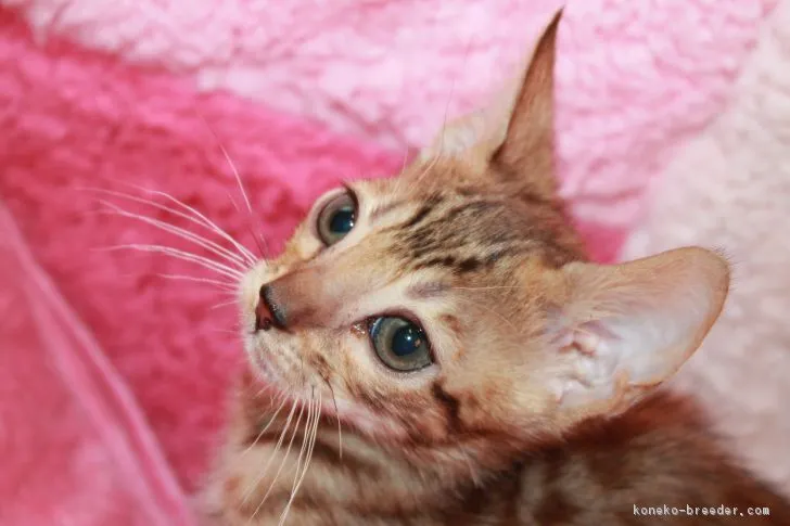 ID:1806-00791の子猫