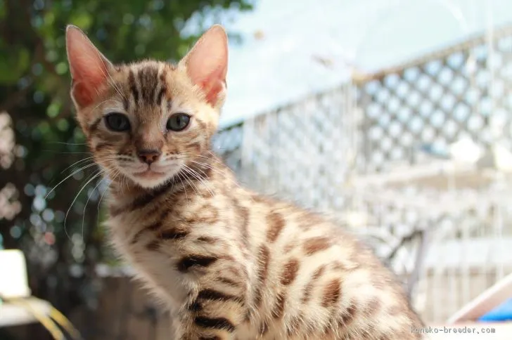 ID:1905-02093の子猫
