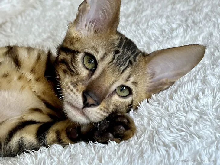 ID:2207-00490の子猫