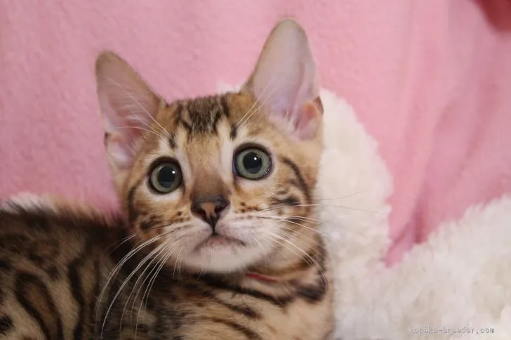 ID:2012-01387の子猫