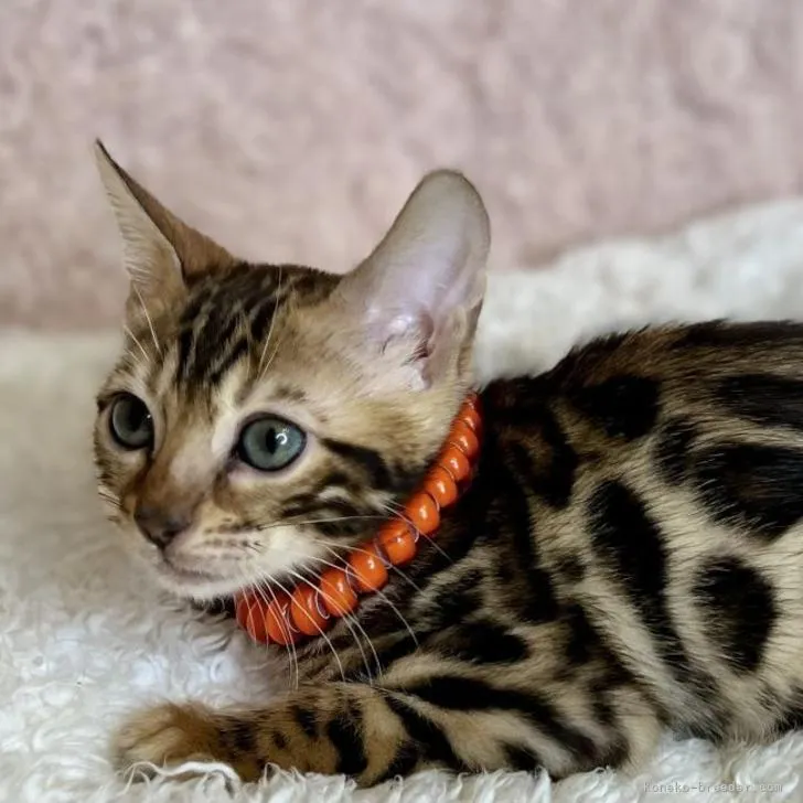 ID：2212-01598の子猫