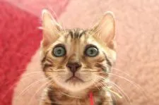 ベンガル【大阪府・男の子・2018年2月22日・ブラウンスポッテッドタビー】の写真1