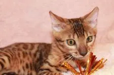 ベンガル【大阪府・男の子・2018年4月5日・ブラウンスポッテッドタビー】の写真1「アジアンレオパードのように野性的なオレンジの瞳」