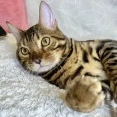 ベンガル【大阪府・男の子・2022年10月4日・ブラウンスポテッドタビー(ロゼット)】の写真1