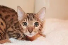 ベンガル【大阪府・女の子・2017年9月4日・ブラウンスポッテドタビー】の写真1