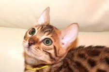 ベンガル【大阪府・男の子・2016年10月1日・ブラウンスポテッドタビー】の写真2「美しいベンガルスタンダードの横顔」