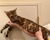 ベンガル【・女の子・2021年11月3日・BROWN(BLACK)SPOTTED TABBY】