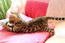 ベンガル【大阪府・男の子・2018年2月22日・ブラウンスポッテッドタビー】の写真2