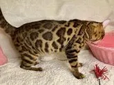 ベンガル【大阪府・男の子・2022年10月4日・ブラウンスポテッドタビー(ロゼット)】の写真3