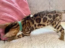 ベンガル【大阪府・男の子・2022年1月3日・ブラウンスポテッドタビー(ロゼット)】の写真3「手触りはタイトでシルキー」