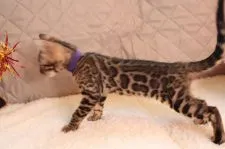 ベンガル【大阪府・男の子・2021年12月10日・ブラウンスポテッドタビー(ロゼット)】の写真3「均整のとれたボディ」