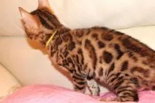 ベンガル【大阪府・男の子・2016年10月1日・ブラウンスポテッドタビー】の写真4「コントラストが高く、非常にはっきりとしたロゼット」