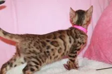 ベンガル【大阪府・女の子・2018年5月20日・ブラウンスポッテッドタビー】の写真4