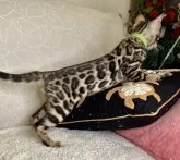 ベンガル【大阪府・男の子・2023年2月22日・ブラウンスポテッドタビー(ロゼット)】の写真4「非常にバランスの取れたビッグロゼット」