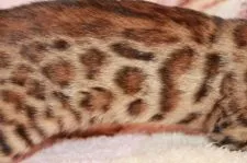 ベンガル【大阪府・女の子・2018年4月5日・ブラウンスポッテッドタビー】の写真5