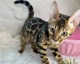 ベンガル【大阪府・男の子・2023年3月7日・ブラウンスポテッドタビー(ロゼット)】の写真5