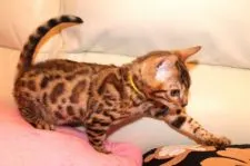 ベンガル【大阪府・男の子・2016年10月1日・ブラウンスポテッドタビー】の写真5「雑味のないブラックマーキングロゼットロゼットとゴールドの地色」