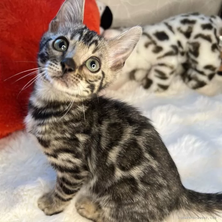 M.Y 様のお迎えした子猫