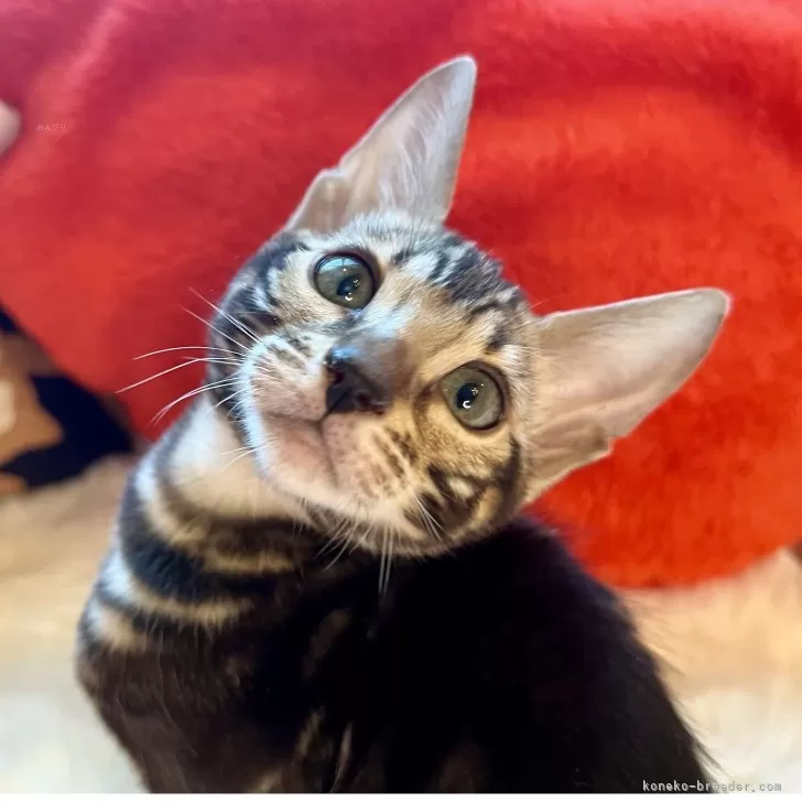 Y.M 様のお迎えした子猫