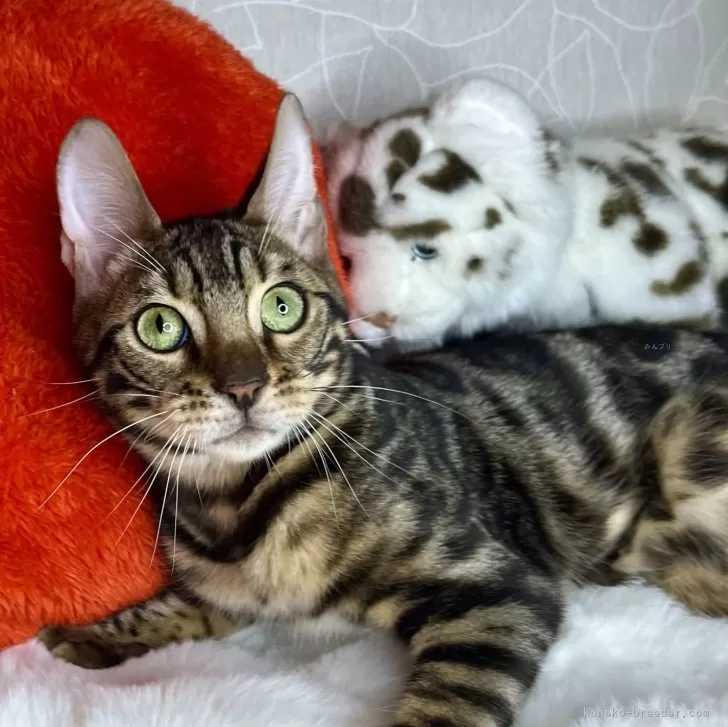 ID:2409-01000の子猫