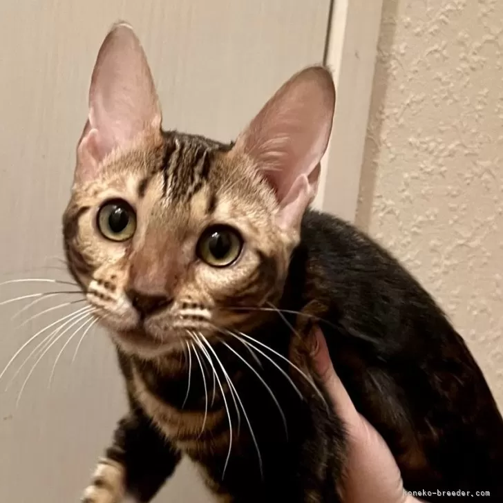 ID：2507-00312の子猫