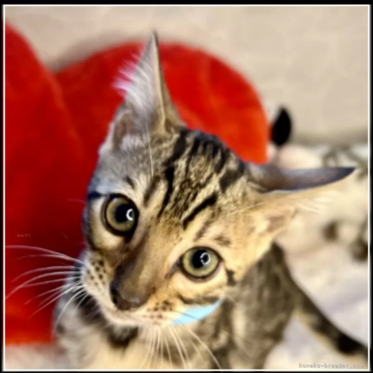 ベンガル【大阪府・男の子・2025年2月8日・ブラウンスポテッドタビー(ロゼット)】の写真1