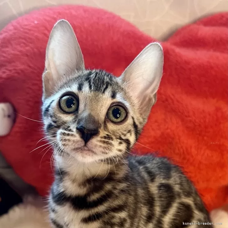 ベンガル【大阪府・女の子・2025年4月6日・ブラウンスポテッドタビー(ロゼット)】の写真1