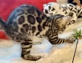 ベンガル【大阪府・女の子・2025年4月6日・ブラウンスポテッドタビー(ロゼット)】の写真9「艶っツヤです」