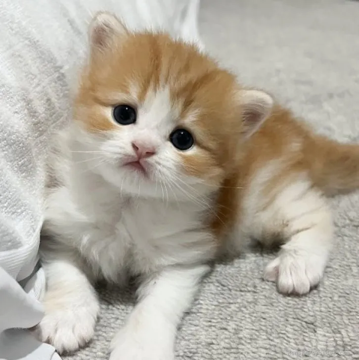 ID：2311-01463の子猫