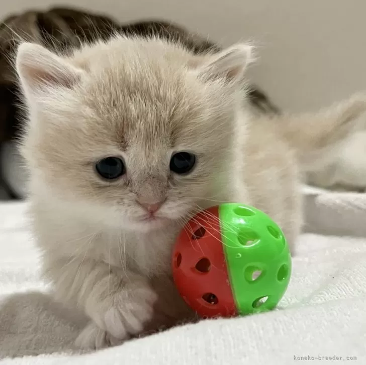 ID:2401-00433の子猫