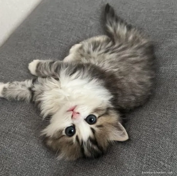 ユズユズ 様のお迎えした子猫