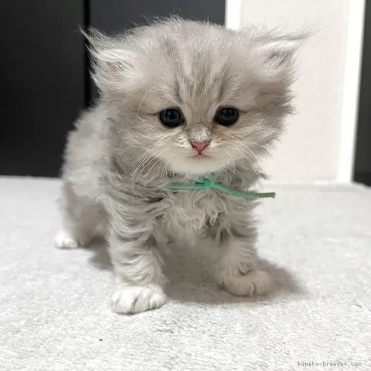 ID:2506-02191の子猫